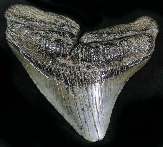 Bargain Posterior Megalodon Tooth #25664